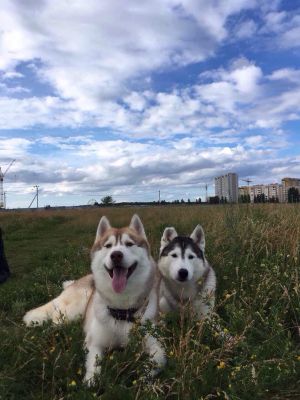 Dog Photo