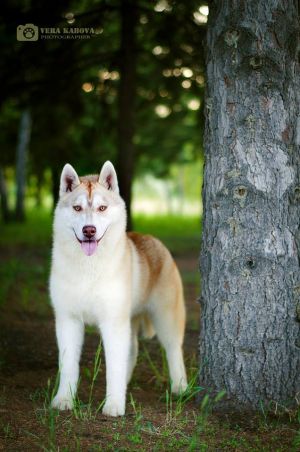 Dog Photo