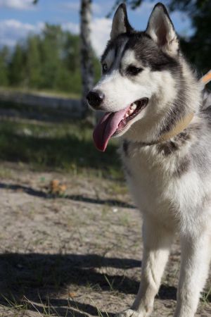 Dog Photo