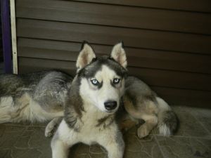 Dog Photo