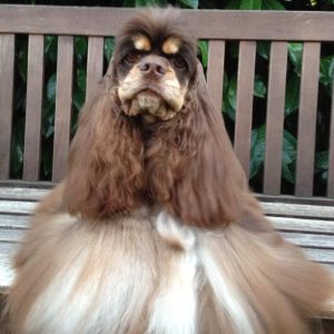 Dog Photo