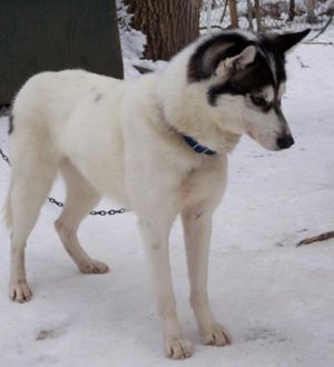 Dog Photo