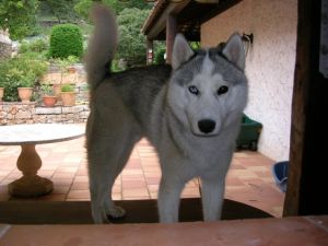 Dog Photo