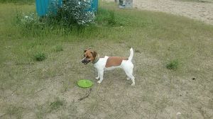 Dog Photo