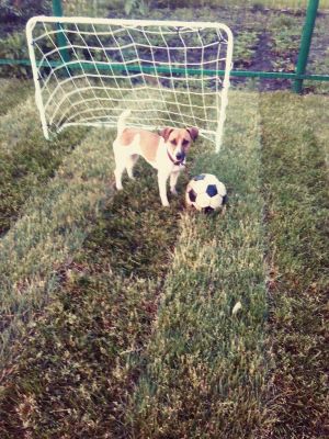 Dog Photo