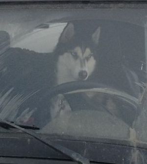 Dog Photo
