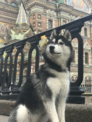 Dog Photo