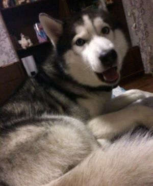 Dog Photo