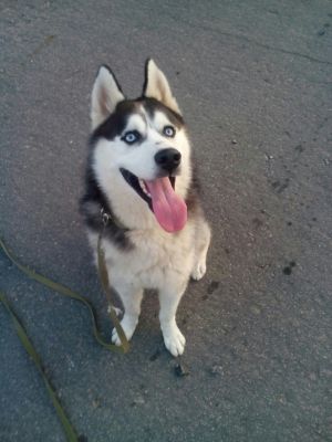 Dog Photo