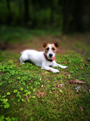 Dog Photo