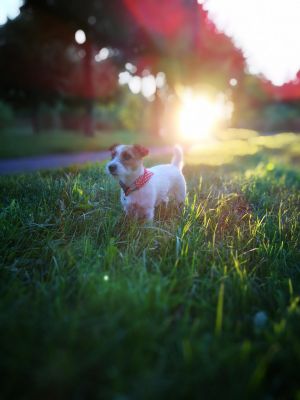 Dog Photo