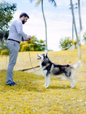 Dog Photo