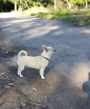 Dog Photo
