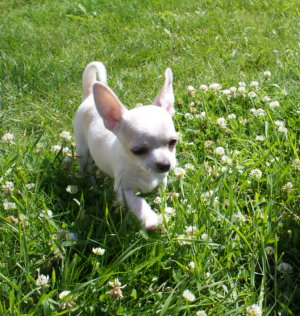 Dog Photo