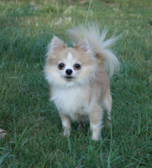 Dog Photo
