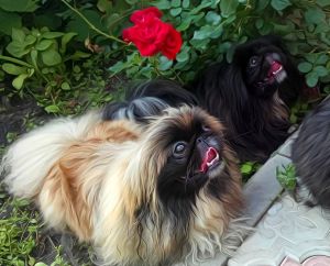 Dog Photo