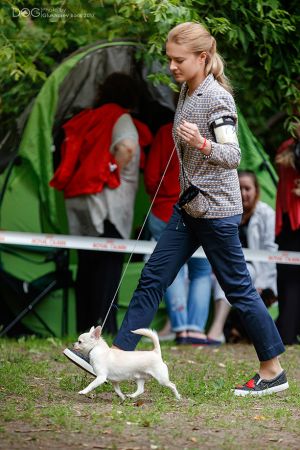 Dog Photo