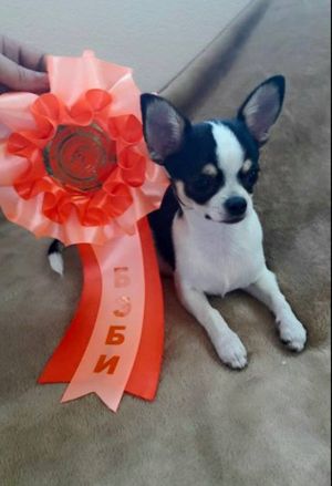 Dog Photo