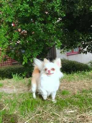 Dog Photo