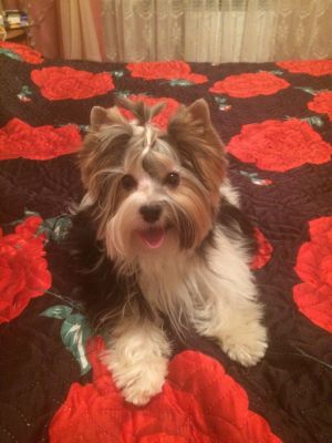 Dog Photo