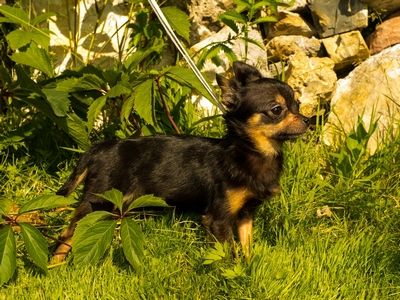 Dog Photo