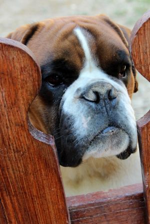 Dog Photo