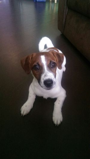 Dog Photo