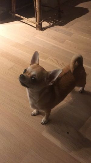 Dog Photo