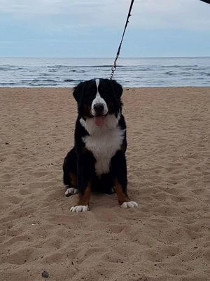 Dog Photo