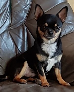 Dog Photo
