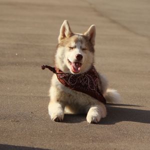 Dog Photo