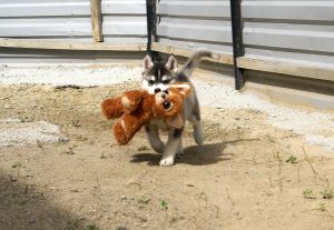 Dog Photo