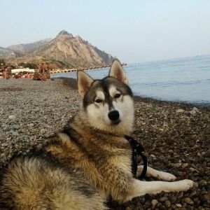 Dog Photo