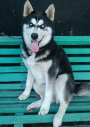 Dog Photo