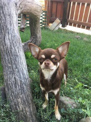 Dog Photo