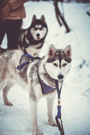 Dog Photo