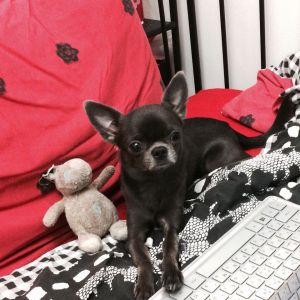 Dog Photo