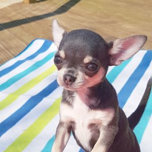 Dog Photo