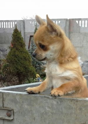 Dog Photo