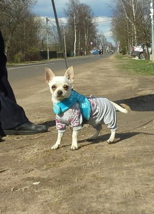 Dog Photo