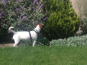 Dog Photo