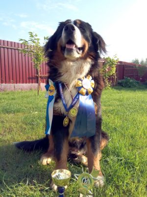 Dog Photo