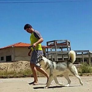 Dog Photo