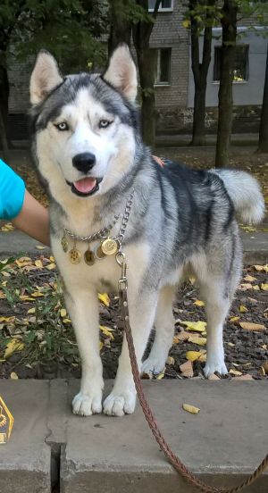 Dog Photo