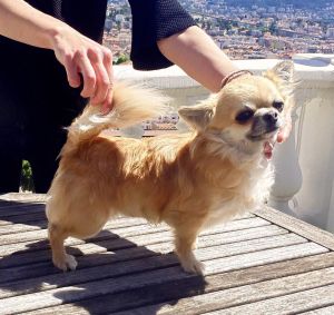Dog Photo