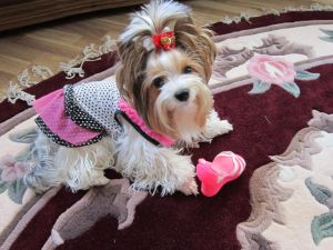 Dog Photo