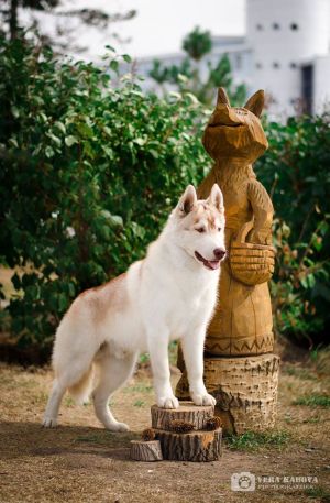 Dog Photo