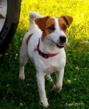 Dog Photo