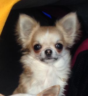 Dog Photo