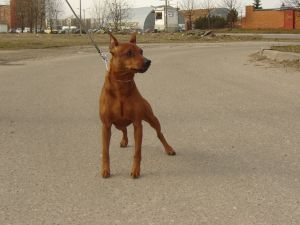 Dog Photo
